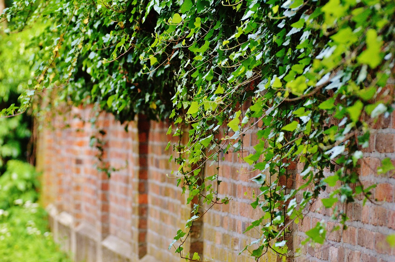 Best Plants for Landscaping Near Patios